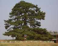 [윤주 한국지역문화생태연구소장의 사연 있는 지역이야기] 31. 오랜 나무가 품은 세월의 숨결 - 수백년 풍상 겪으며 꿋꿋하고 고고하게 우리 곁에... 
