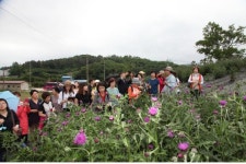 임실 토종엉겅퀴농장, 전국 방문객 북적