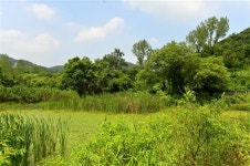 고창 운곡람사르습지, 관광공사 6월에 가볼만한곳에 선정