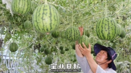 수박이 머리 위에 주렁주렁