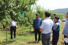 라승용 농촌진흥청장 정읍 과수원 방문