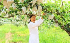 배박사동물변원 | [전북농생명산업 이끄는 과학자] ⑧ 국립원예특작과학원 김윤경 박사 - 배 품종 다양화·선진 육종기술 개발 앞장
