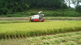군산지역 폭염 속 첫 벼 수확…서수면 축동리 일원 7000평
