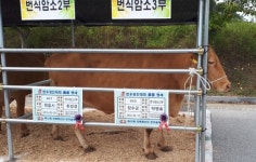 장수군 축산농가 전북 한마음대회 우승