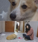 SBS 동물농장 눈치 천재견 아리…강변북로 고양이 구조 작전