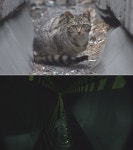 SBS 동물농장 눈치 천재견 아리…강변북로 고양이 구조 작전