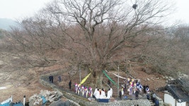 남원 보절면 진기리 느티나무 당산제 열려