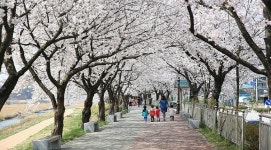 남원, 봄 알리는 꽃의 향연 시작