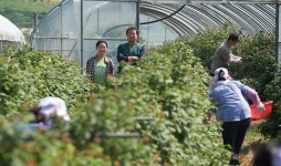 영화 돈 흥행 속 고창 복분자도 덩달아 관심