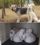 동물농장 떠돌이 백구, 삽살개 뭉치 집에서 출산…5남매 출생의 비밀은?