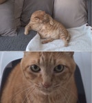 동물농장 14.5kg, 허리 31인치 초특급 뚱냥이