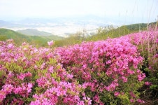 남원 지리산 바래봉으로 철쭉 보러오세요