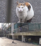 동물농장 밤낮으로 감시하고 쫓아다니는 스토커 고냥이