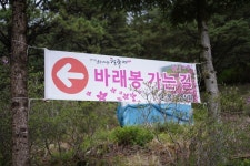 [전북의 재발견] 남원 지리산 바래봉 철쭉제 : 진홍빛으로 물든 남원을 만나다