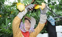 남원 춘향골 복숭아 본격 출하