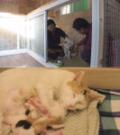 [동물농장] 길 위를 헤매던 챠우챠우 삼월이와 스토커냥 삼순이