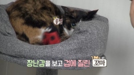 [고양이를 부탁해] 보호자의 손길을 모두 거부하는 꼬마