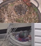 [동물농장] 미스터리한 도심 속 새 둥지의 비밀