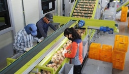 남원 양파, 대만 수출 숨통 트여