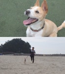 [동물농장] 독 스포츠 폴러 세계 챔피언, 믹스견 자몽이