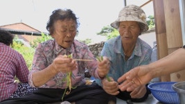 [한국인의 밥상] 여름 숲, 맛의 비밀을 품다 : 남해 물건리 방조어부림· 한반도 희귀종 미선나무·남원 삼산마을 당산나무숲·가리왕산 숲... 