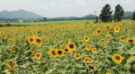 고창학원농장서 100일 간의 꽃잔치 열린다