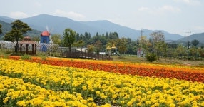 지리산 허브밸리에서 12일부터 허브&국화 향 페스타 개최