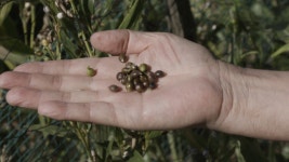[베짱이] 종자를 확보하라 : 종자 자주권의 중요성