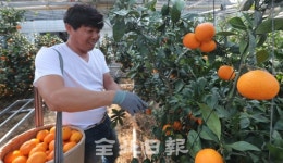 전북에서도 귤 나온다