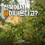 [카드뉴스] 전북에서 귤이 나온다고?