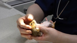 [극한직업] 동물병원 응급실과 애견훈련소 반려동물을 사수하라