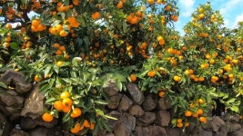 [다큐3일] 감귤 수확 72시간 황금 열매 따러 감수다