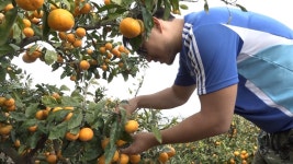 [다큐3일] 감귤 수확 72시간 황금 열매 따러 감수다