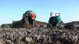 [다큐3일] 전남 장흥군 남포마을의 석화 첫 수확 72시간