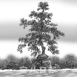 유럽 올해의 나무와 천년송