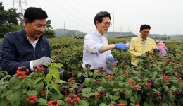 고창 복분자, 본격 수확