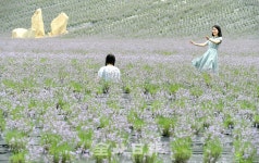 정읍허브원 라벤더꽃 만개