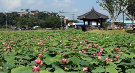 정읍시 피향정에 연꽃 만개