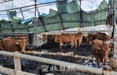 [르포] 남원시 송동면 수해복구 현장 가보니…