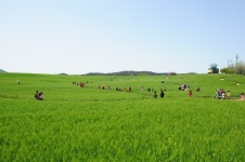 코로나19 확산 방지, 올 고창 청보리밭 축제 취소