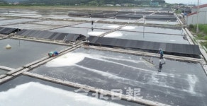 소금 수확하는 곰소염전