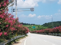 익산 붉은 배롱나무 가로수 꽃길, 환상적인 드라이브 유혹