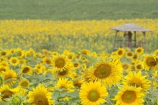 구월에 가볼 만한 고창, 고창 학원관광농장 해바라기 · 메밀꽃밭