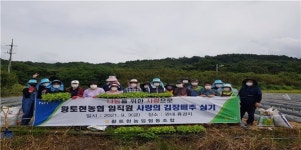 정읍 황토현농협, 휴경지에 사랑의 김장배추 3000주 식재