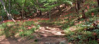 모악산도립공원 꽃무릇 활짝