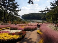 베일 벗은 신흥저수지에 가을꽃 만발 시민 힐링