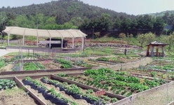 정읍시 도심 속 농업체험 공간 내장상동 왕솔밭 텃밭 분양