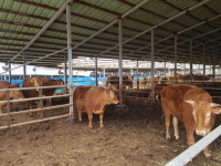 사료값 급등...남원 운봉 소 사육 농가 가보니