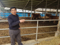 사료값 급등...남원 운봉 소 사육 농가 가보니