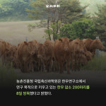 [카드뉴스] 풀밭으로 우(牛)르르